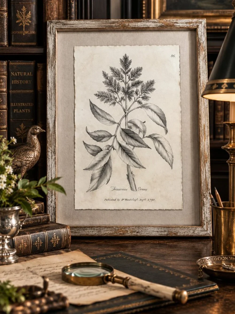 Vintage Framed Fraxinus Ornus Botanical Sepia Print Medical Botany Art